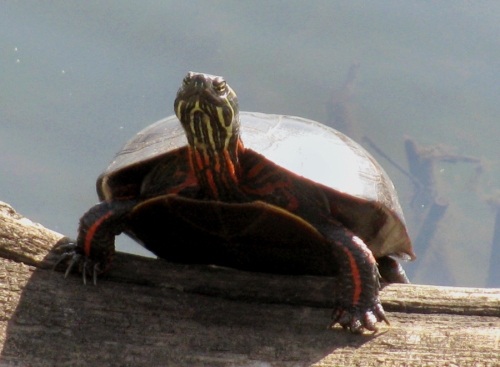 Eastern box turtle on log