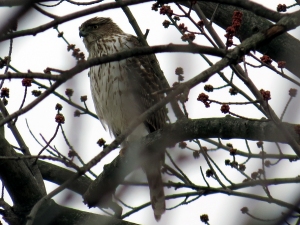 This backyard hawk caused a downy woodpecker to make some stealthy moves