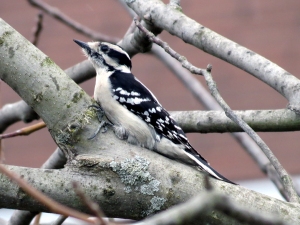 The woodpecker flattened itself against the tree branch