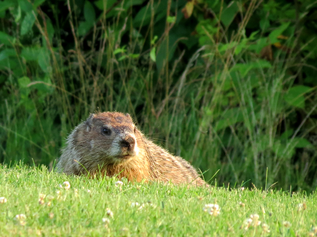Remembering A Groundhog Woodchuck Invader In Our Garden Nature In