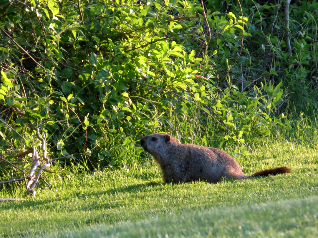 Remembering A Groundhog Woodchuck Invader In Our Garden Nature In