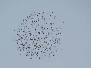 A circle formation of flying birds