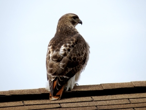Notice the distinctive red tail feathers