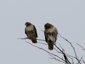 Are they red-tailed hawks?