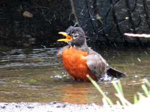 robin bath