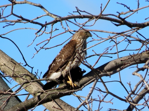 hawk with grackle