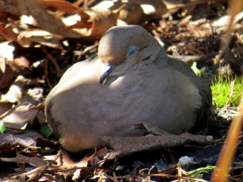 mourning dove nap